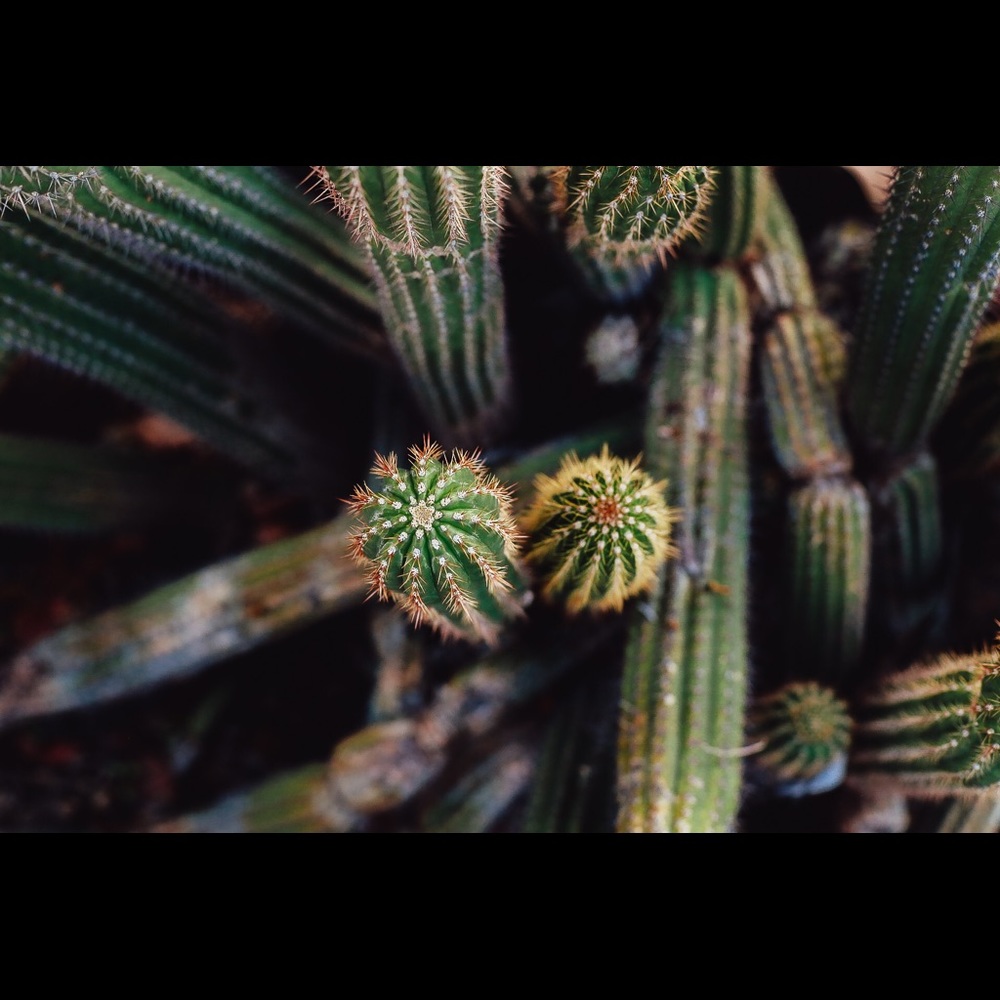 Cactus Print